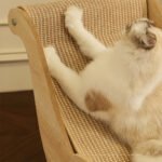 ⁦Chaise Longue en Sisal pour Chat et Animaux de Compagnie - كرسي للقط والحيونات الأليفة⁩ - الصورة ⁦4⁩