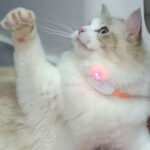 ⁦Collier Laser LED un Jouet Interactif pour Chat – سوار ليزر للقطط⁩ - الصورة ⁦2⁩