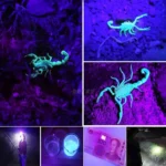 ⁦Lampe Frontale LED Rechargeable avec UV SQ-818-UV - مصباح الرأس القابل للشحن بإضاءة مزدوجة⁩ - الصورة ⁦9⁩